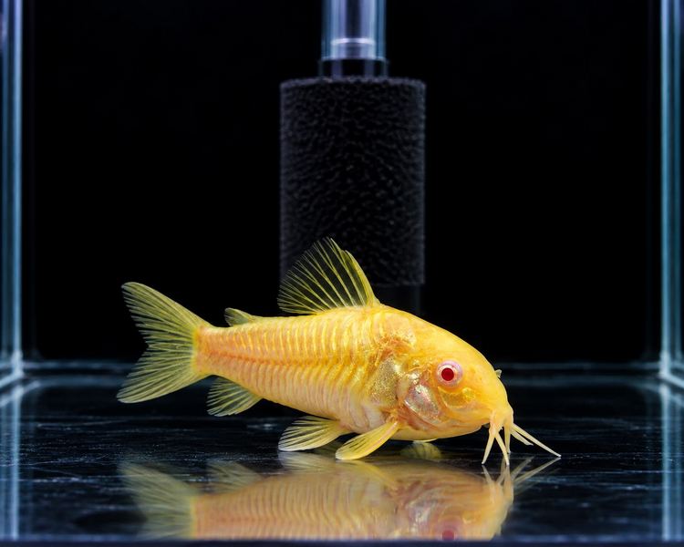 Albino Corydoras ~ 2cm - 2.5cm SPECIAL OFFER